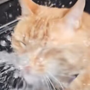 make sure to water your cat