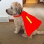 PencilSuperDog