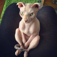 котенок