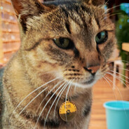 暗恋你的直升机