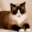 Snowshoe Siamese