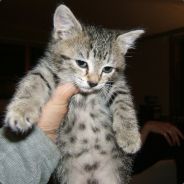 Oatmeal - steam id 76561197967520709