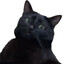 burpingcat