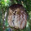 The_Tired_Owl