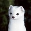 angry ermine