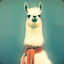 The Drama Llama