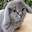cabbit's Avatar