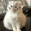 noobyashka