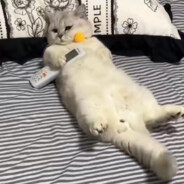 红色无敌狂暴荔枝