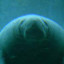 Fat_Manatee