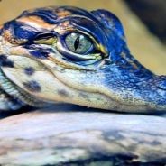 22Kuoduck - steam id 76561197961803602