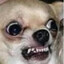 Crazy Chihuahua
