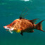 Hogfish