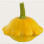 Cucurbita pepo