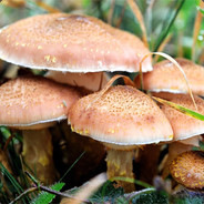 Беляш Карманный