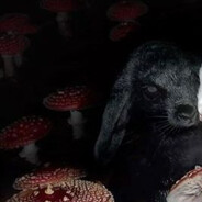 жизнь тяжелая