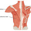 Latissimus Dorsi