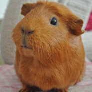 BigBrown