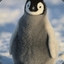 Pingvinenok