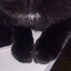 paws