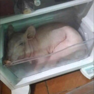 ᴆєɱєτʀiø™