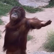 重生之我是91大神：何锃