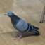 Pigeon at Delhi Airport