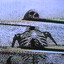 biocide{L}