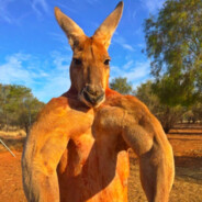 хочю рапиру