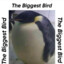 The biggest bird (•◇•)