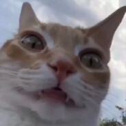 𝙆𝙊𝙏𝙄𝙆