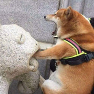 我是刘行长 通通闪开