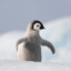 Pengy