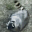 rolllingraccoon