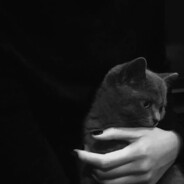 要来我家看猫猫后空翻嘛