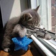 Camperkatze (GER) ︻芫