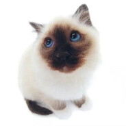 fuome's avatar