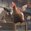 Fat chicken