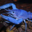 An Electric Blue Lobster