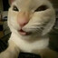 Puto Gato