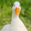Ducklenter