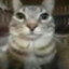 冷面小猫JKS最帅喵