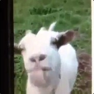 goatlicker
