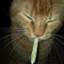 Harvey the Kush Cat