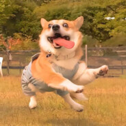 偏我来时不逢春