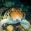 FishGrungler