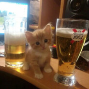 кошка в пиве