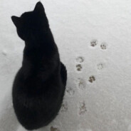 好想长出叶绿体