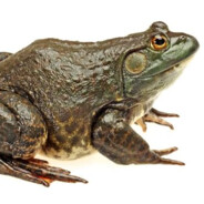 Bullfrog