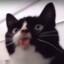 [LGN]Mewseum